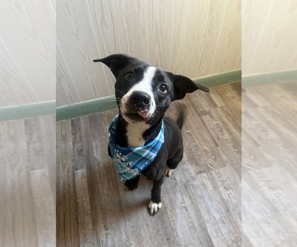 Medium Photo #1 Mutt Puppy For Sale in Oakhurst, NJ, USA