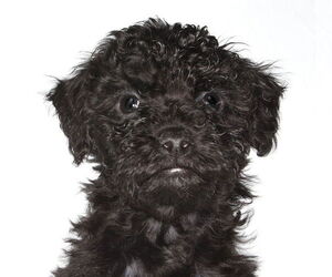Poodle (Miniature)-Unknown Mix Dogs for adoption in Oakland Park, FL, USA