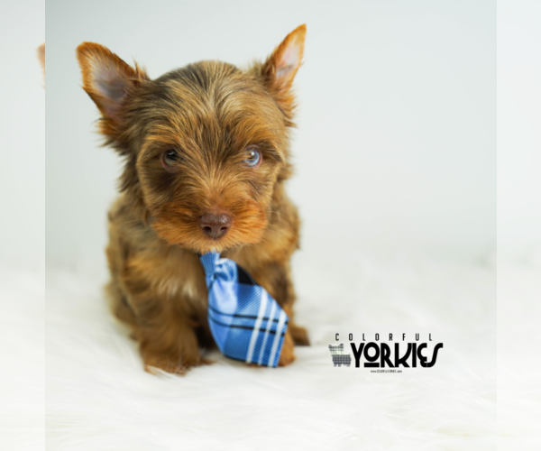 Medium Photo #6 Yorkshire Terrier Puppy For Sale in KELLER, TX, USA
