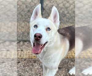 Adam - Male Siberian Husky Dog for Adoption - Photo #2