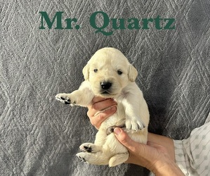 Medium English Cream Golden Retriever