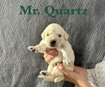Puppy Quartz English Cream Golden Retriever