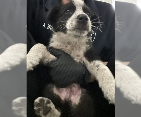 Medium Photo #1 Mutt Puppy For Sale in Stockton, CA, USA