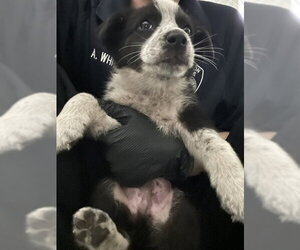 Mutt Dogs for adoption in Stockton, CA, USA