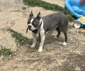 Father of the Boston Terrier puppies born on 07/31/2025