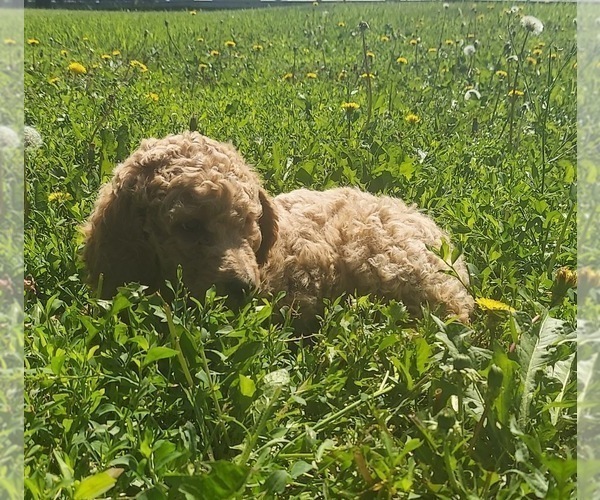 Medium Photo #1 Poodle (Standard) Puppy For Sale in FRYTOWN, IA, USA