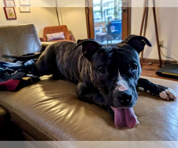 Medium Photo #3 American Pit Bull Terrier-Unknown Mix Puppy For Sale in Germantown, OH, USA