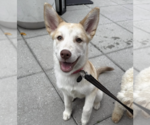 Small #15 Siberian Husky Mix