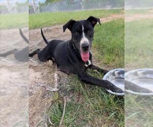 American Pit Bull Terrier-Unknown Mix Dogs for adoption in Conroe, TX, USA