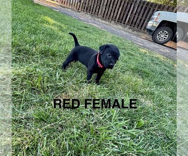 Medium Photo #9 Labrador Retriever Puppy For Sale in LEWISTON, ID, USA