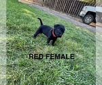 Small #8 Labrador Retriever