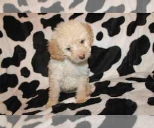 Goldendoodle (Miniature) Puppy for sale in BLMGTN, IN, USA