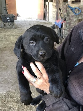 Medium Photo #2 Labrador Retriever Puppy For Sale in BANDERA, TX, USA