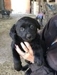 Small Photo #2 Labrador Retriever Puppy For Sale in BANDERA, TX, USA