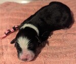 Small Photo #49 Australian Shepherd Puppy For Sale in SYLVA, NC, USA