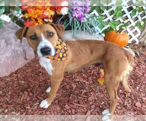 Boxer-Unknown Mix Dogs for adoption in Oklahoma City, OK, USA