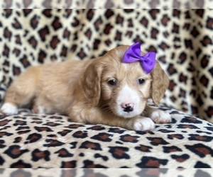 Goldendoodle Puppy for sale in LAKELAND, FL, USA