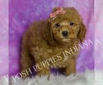 Small #5 Goldendoodle (Miniature)