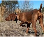 Small #1 Vizsla