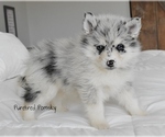 Small #3 Pomsky