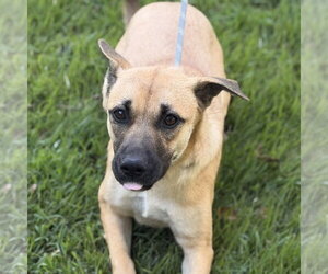 Mutt Dogs for adoption in Yardley, PA, USA