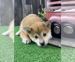Small Shiba Inu
