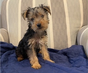 Yorkshire Terrier Puppy for sale in RICHMOND, MI, USA