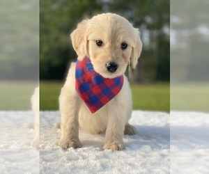 Goldendoodle Puppy for sale in FROSTPROOF, FL, USA