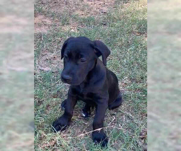 Medium Photo #2 Labrador Retriever-Unknown Mix Puppy For Sale in Alexander, AR, USA