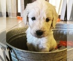 Small Photo #36 Goldendoodle Puppy For Sale in N HIGHLANDS, CA, USA