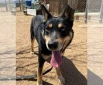 Small #8 Australian Kelpie