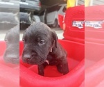 Puppy 3 Bullmastiff-Mastador Mix