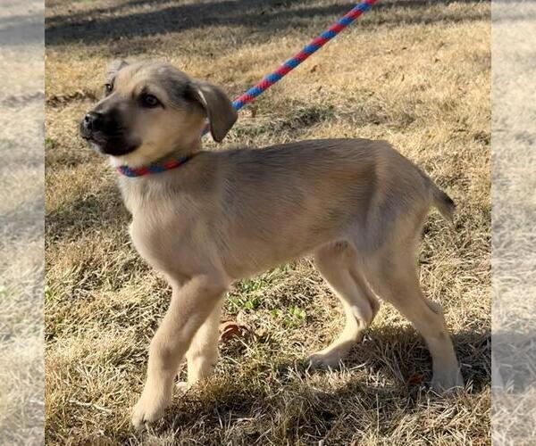 Medium Photo #4 Mutt Puppy For Sale in Yardley, PA, USA