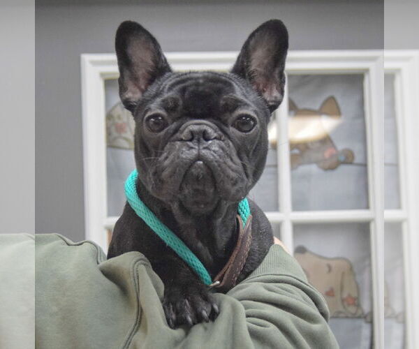 Medium Photo #4 French Bulldog Puppy For Sale in Huntley, IL, USA