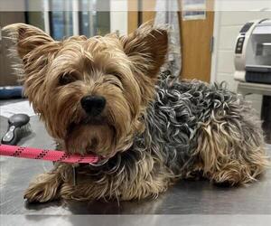 Mutt Dogs for adoption in Forestville, MD, USA