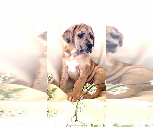 Medium Photo #7 Great Dane Puppy For Sale in BIG CANOE, GA, USA