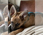 Small #2 German Shepherd Dog