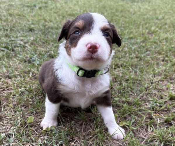 Medium Photo #2 Miniature Australian Shepherd Puppy For Sale in BEEBE, AR, USA