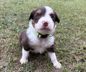 Medium Miniature Australian Shepherd