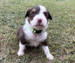Puppy Green Collar Miniature Australian Shepherd