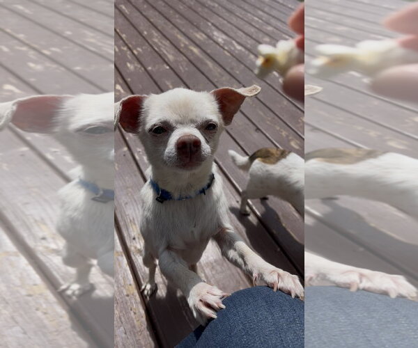 Medium Photo #6 Chihuahua-Unknown Mix Puppy For Sale in New London, WI, USA