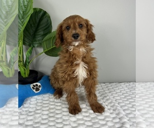 Goldendoodle Puppy for sale in FRANKLIN, IN, USA