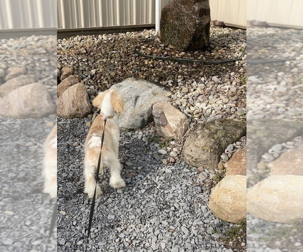 Medium Photo #5 Cocker Spaniel Puppy For Sale in CANOGA, NY, USA