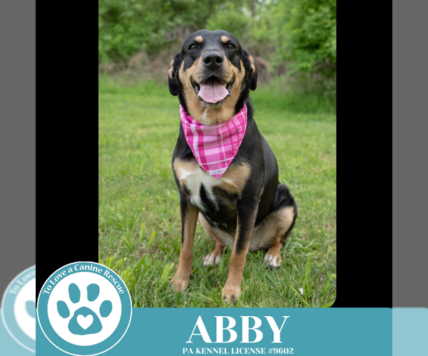 Medium Photo #4 Labrador Retriever-Unknown Mix Puppy For Sale in Kimberton, PA, USA