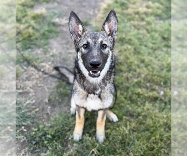 Medium Photo #1 German Shepherd Dog-Unknown Mix Puppy For Sale in Modesto, CA, USA