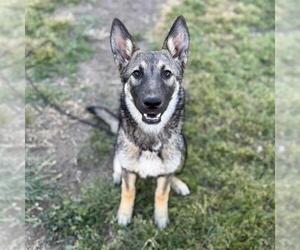 German Shepherd Dog-Unknown Mix Dogs for adoption in Modesto, CA, USA