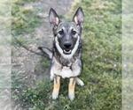 Small German Shepherd Dog Mix