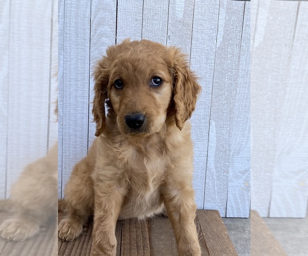 Medium Photo #6 Goldendoodle Puppy For Sale in MARBLE FALLS, TX, USA