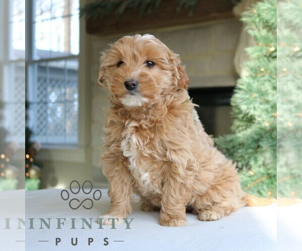 Medium Photo #3 Goldendoodle (Miniature) Puppy For Sale in NARVON, PA, USA