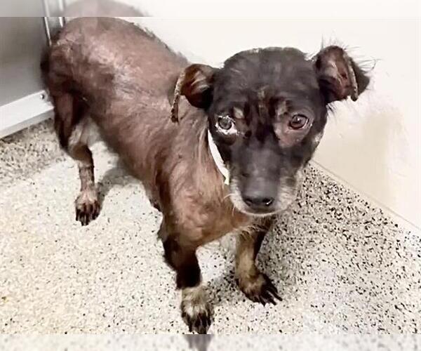 Medium Photo #3 Dachshund-Unknown Mix Puppy For Sale in Houston, TX, USA